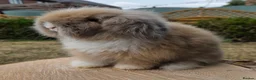 Angora rabbits for sale:  Super fluffy baby teddywidders   - Advert 5