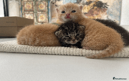 Mixed Breed cats for sale: 4Adorable Longhair Kittens-ready late Sep - Image 17