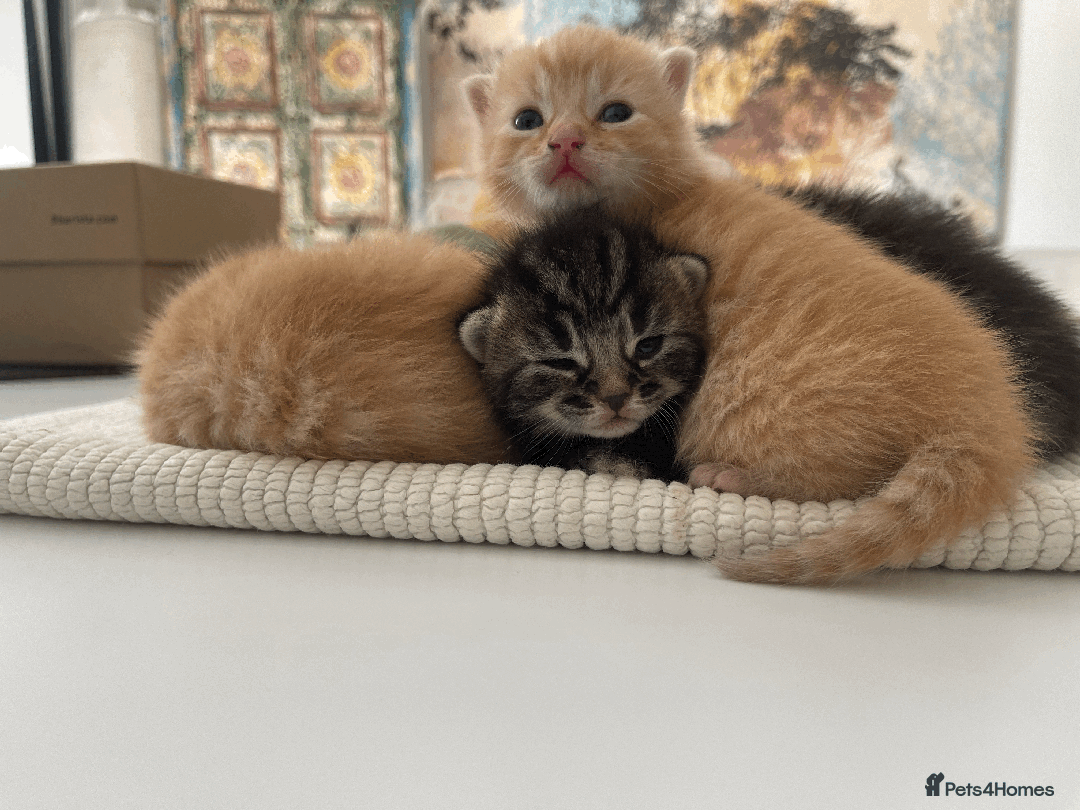 Mixed Breed cats for sale: 4Adorable Longhair Kittens-ready late Sep - Image 17