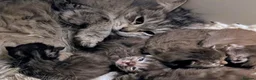 Maine Coon cats for sale: Maine Coon kittens in Buckie - Advert 11