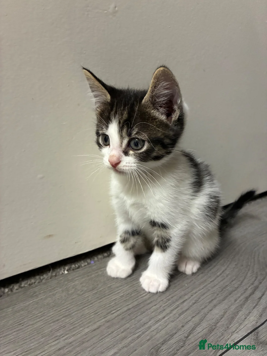 Mixed Breed cats for sale: Small fluffy kittens for sale - Advert 6