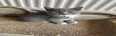 British Shorthair 1