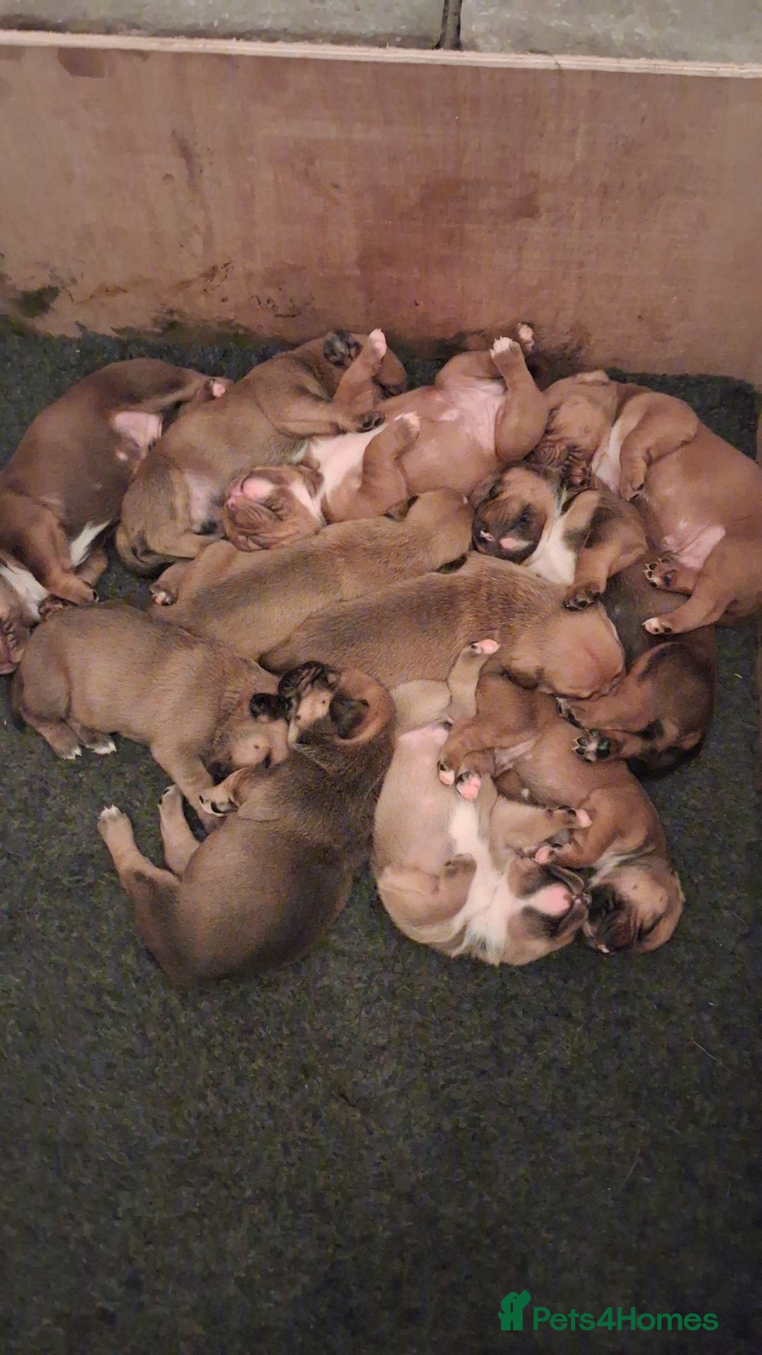 Mixed Breed dogs for sale: Beautiful chunky pups  - Advert 18