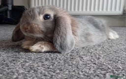 Mini Lop rabbits for sale: Tiddles the Mini Lop  - Advert 1