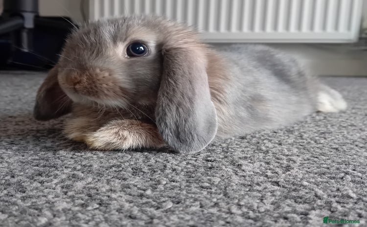 Mini Lop rabbits Tiddles the Mini Lop  - Advert 3