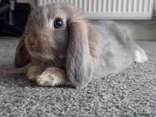Mini Lop rabbits Tiddles the Mini Lop - Advert 1