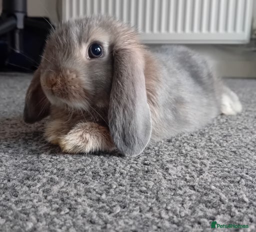 Mini Lop rabbits Tiddles the Mini Lop - Advert 5