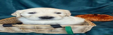 Golden Retriever 8
