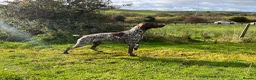 German Shorthaired Pointer dogs for sale: Stunning example of KC German Shorthaired Pointers in Tredegar - Advert 3