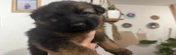 German Shepherd dogs for sale: Gorgeous German shepherd puppies in Bridgwater - Advert 4