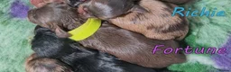 Miniature Dachshund dogs for sale: 🌟 Dapple&Choc&Black PRA Clear KC reg – Dec 26 🌟 - Advert 6