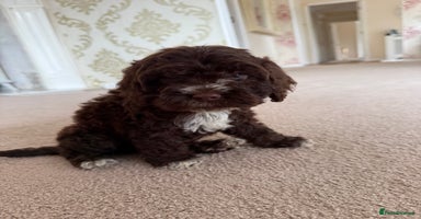 Cockapoo dogs - Advert 8