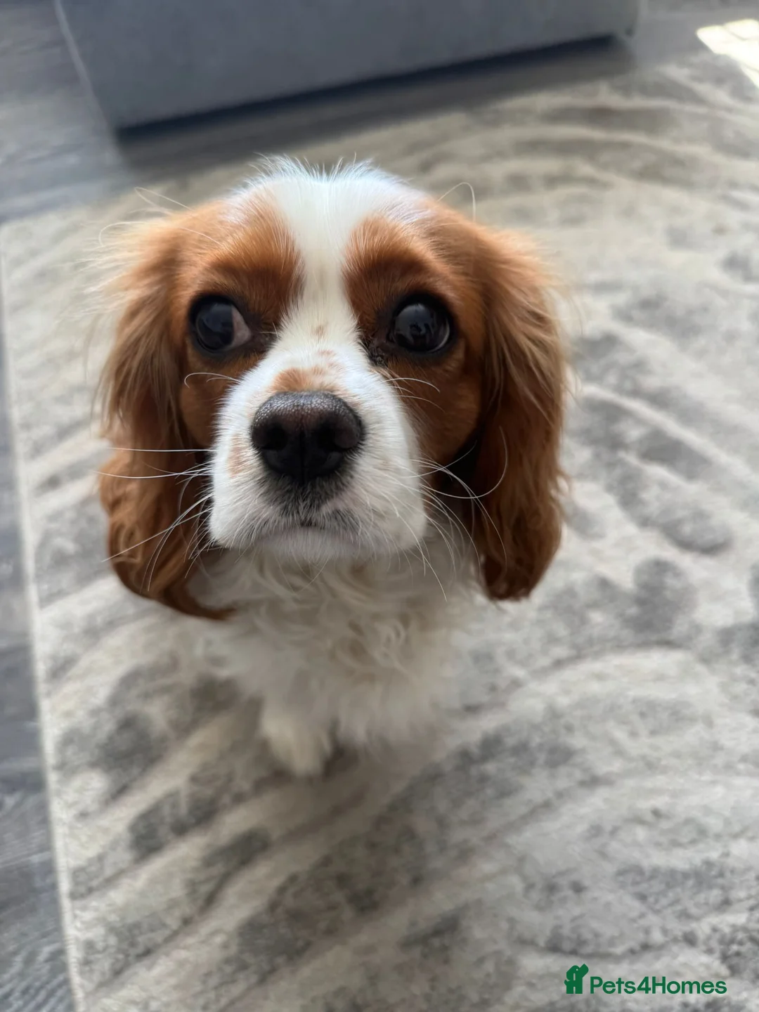 Cavalier King Charles Spaniel dogs for sale: Cavalier king Charles spaniel  - Advert 1