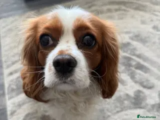 Cavalier King Charles Spaniel dogs Cavalier king Charles spaniel - Advert 1