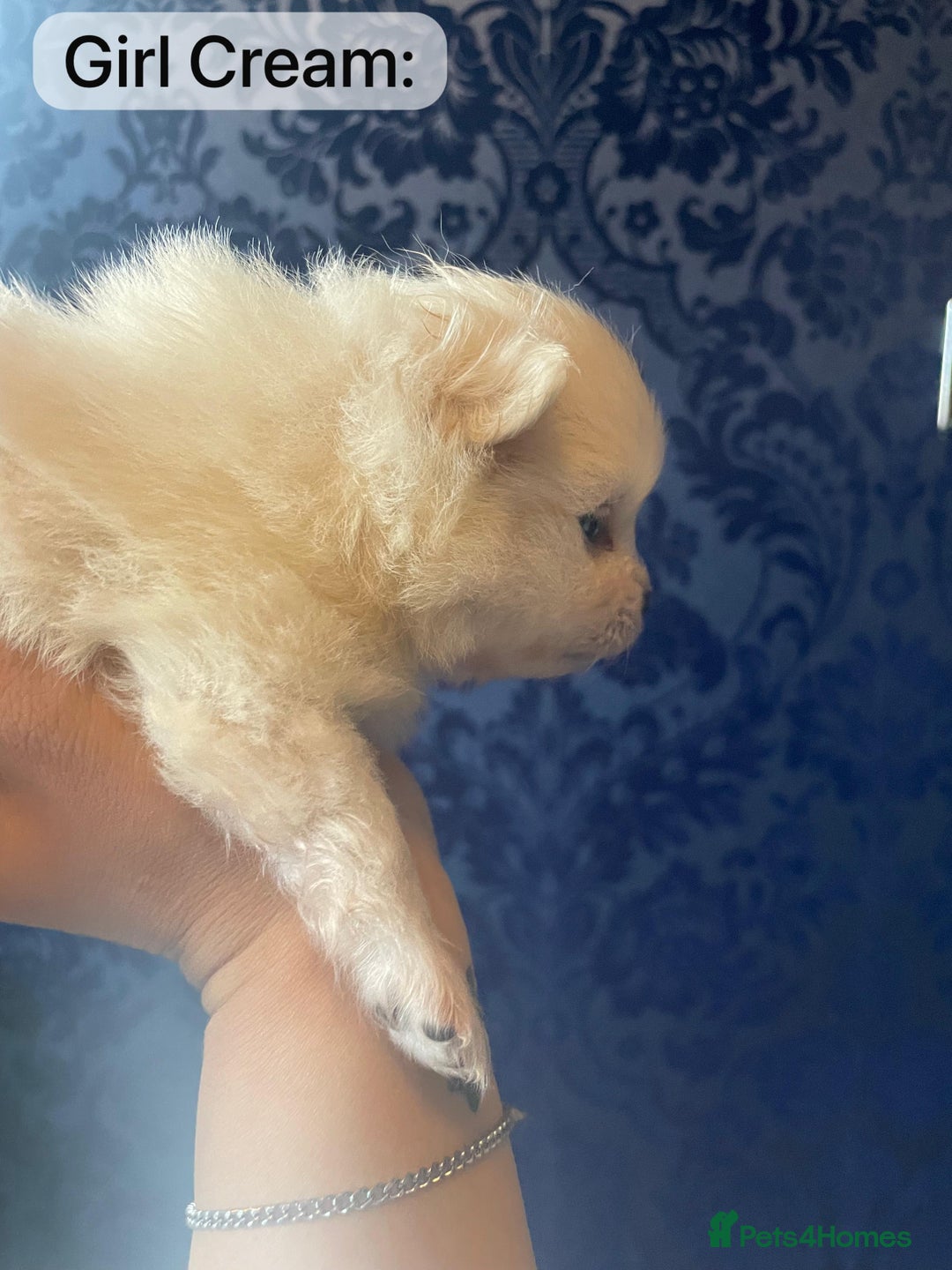 Pomeranian dogs for sale: White KENNEL CLUB Registered CHAMPION Bloodlines - Image 18