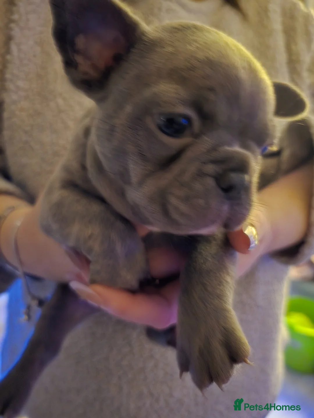 French Bulldog dogs for sale: 3 beautiful playful little girls .fully kc reg.  - Advert 2