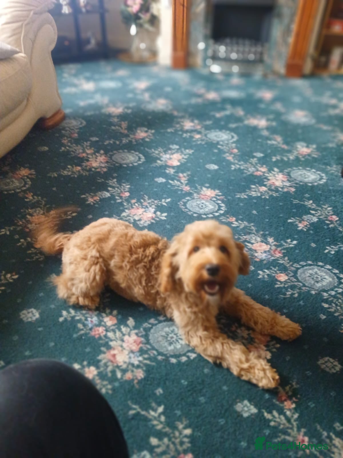 Cockapoo dogs 8 month cockapoo puppy  - Advert 1