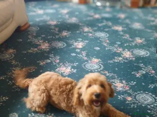 Cockapoo dogs 8 month cockapoo puppy - Advert 1
