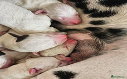 Dalmatian dogs for sale: 8 KC Dalmatian puppies  - Image 16