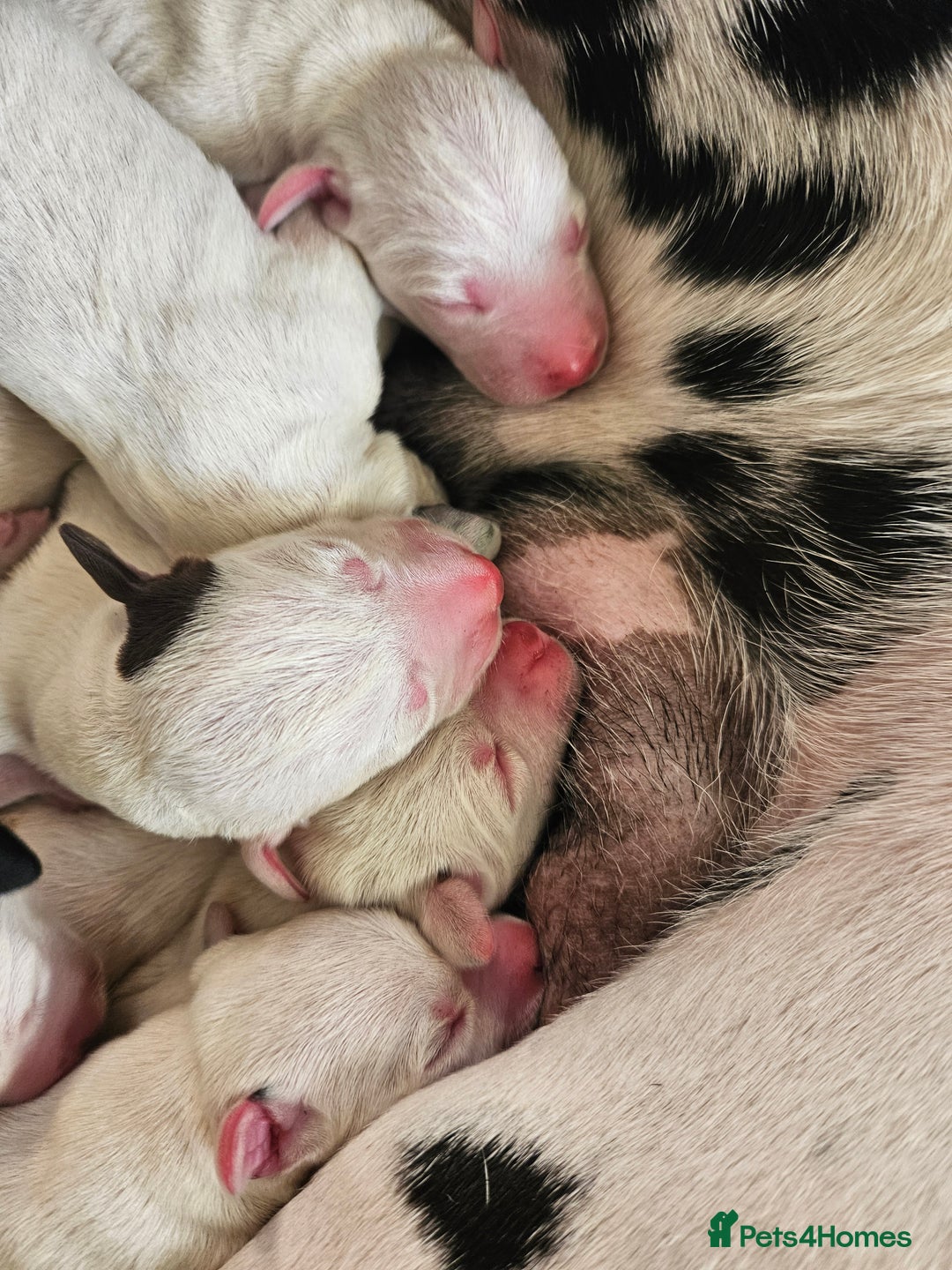 Dalmatian dogs for sale: 8 KC Dalmatian puppies  - Image 16