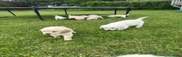 Goldador dogs for sale: GORGEOUS GOLDADOR’S - Advert 3