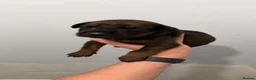 Mixed Breed dogs for sale: 15 Doberman Puppies - WORKING/SPORT HOMES!!! in North Shields - Advert 12