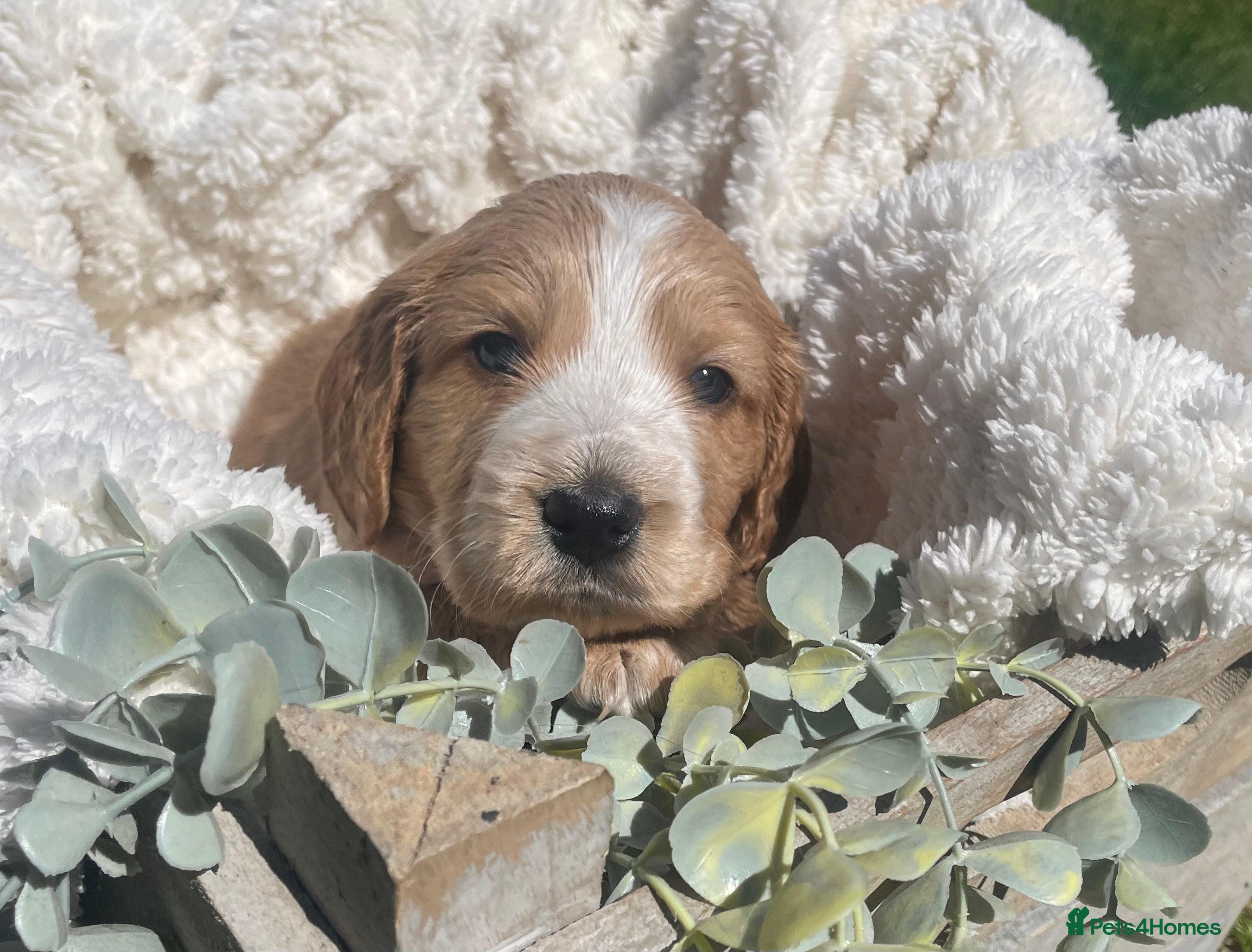 Cockapoo dogs for sale: Stunning F1b Cockapoo puppies - Advert 12