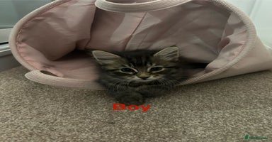 Mixed Breed cats - Advert 6