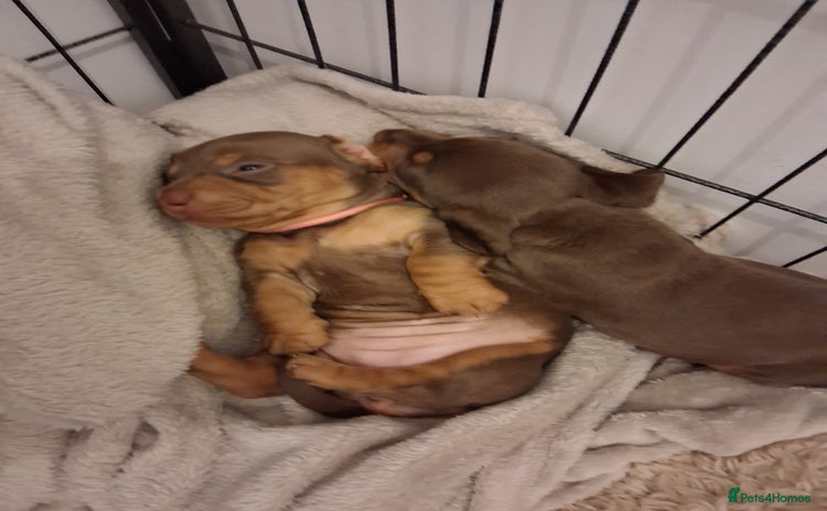 Miniature Dachshund dogs - Advert 3