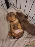 Miniature Dachshund dogs - Advert 4