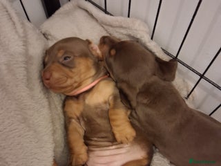 Miniature Dachshund dogs - Advert 4