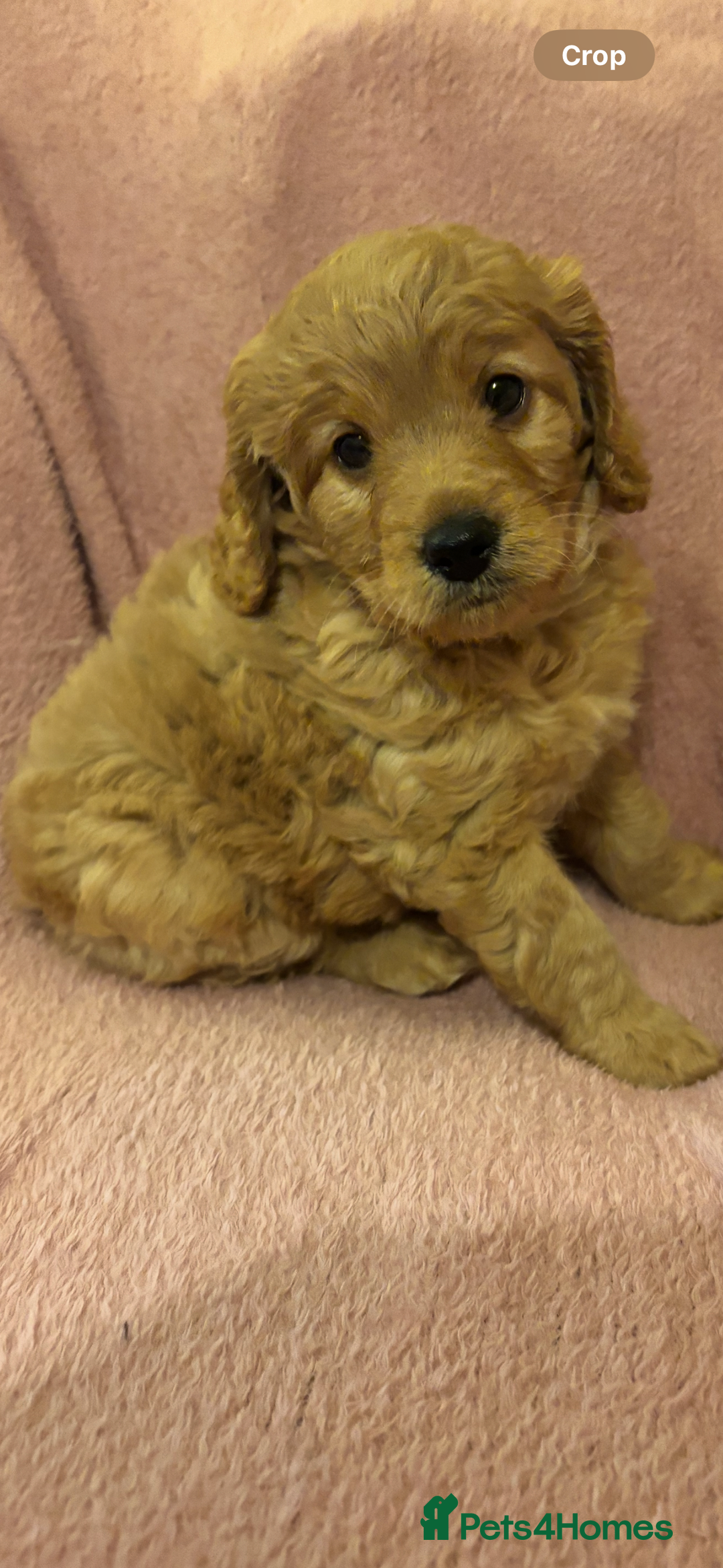 Cockapoo dogs for sale: Last cockapoo boy looking for his forever home ❤️ - Advert 22