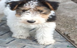 Fox Terrier dogs for sale: Wire Haired Fox Terrier Puppies - Image 12