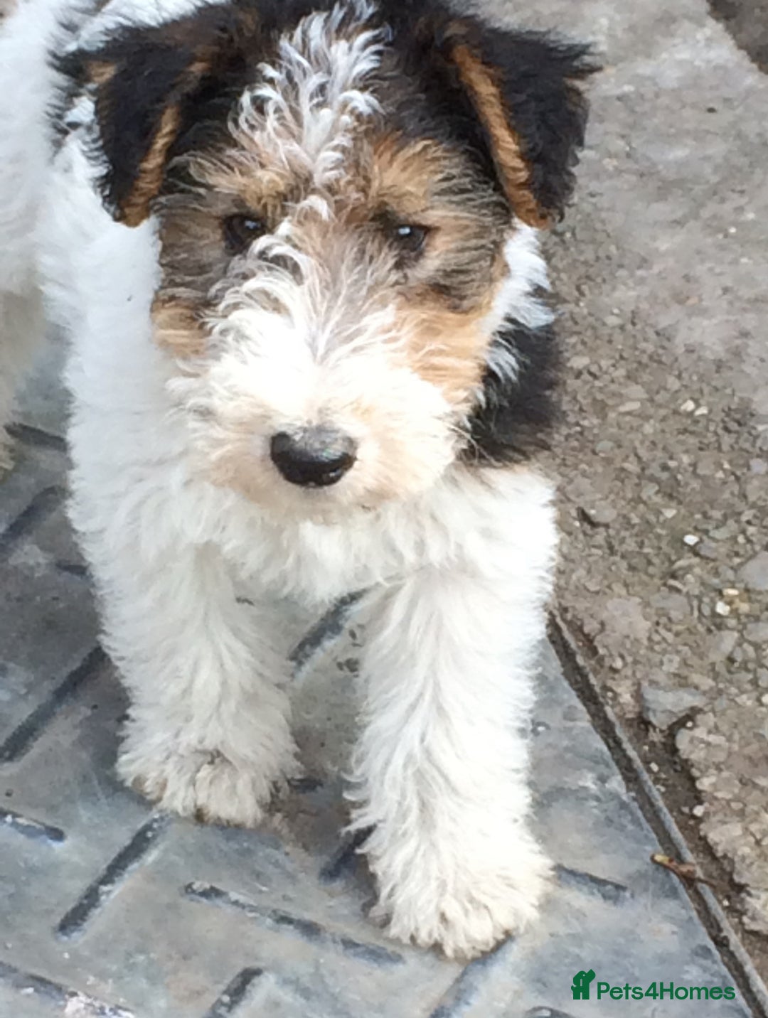 Fox Terrier dogs for sale: Wire Haired Fox Terrier Puppies - Image 12