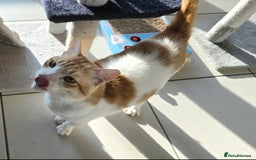 Mixed Breed cats for adoption: [Indoors only] Goofy! Adorable clingy champ! - Advert 5