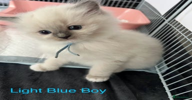 Ragdoll cats - Advert 14