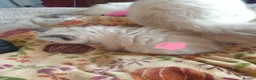 Ragdoll cats for sale: 4 x Fluffy Ragdoll Chocolate Sealpoint kittens - Advert 34