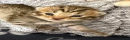 Mixed Breed cats for sale: Beautiful Bengal Cross Maine Coon Babies  - Advert 10
