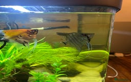 Angelfish fish for sale: Stunning Angel fish  - Advert 2