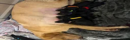 Borador dogs for sale: 7 Labrador cross collie pups.  in Kirkcaldy - Advert 1