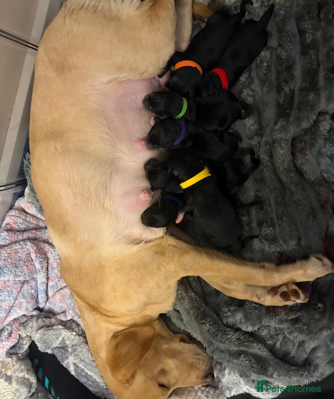 Borador dogs for sale: 7 Labrador cross collie pups.  in Kirkcaldy - Advert 1