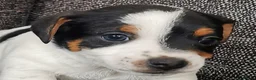 Jack Russell dogs for sale: Superb Veterinary Docked working Jack Russells - Advert 11