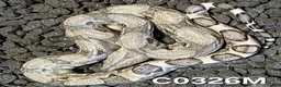 Boa Snake reptiles for sale: Arctic & Anery het Sharp boas - Advert 3