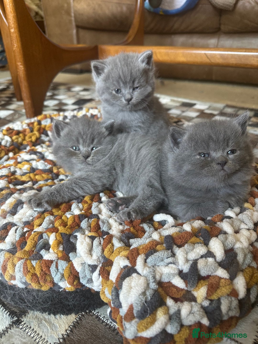 British Shorthair cats for sale: Beautiful fluffy British blue babies ready at  **  - Advert 17