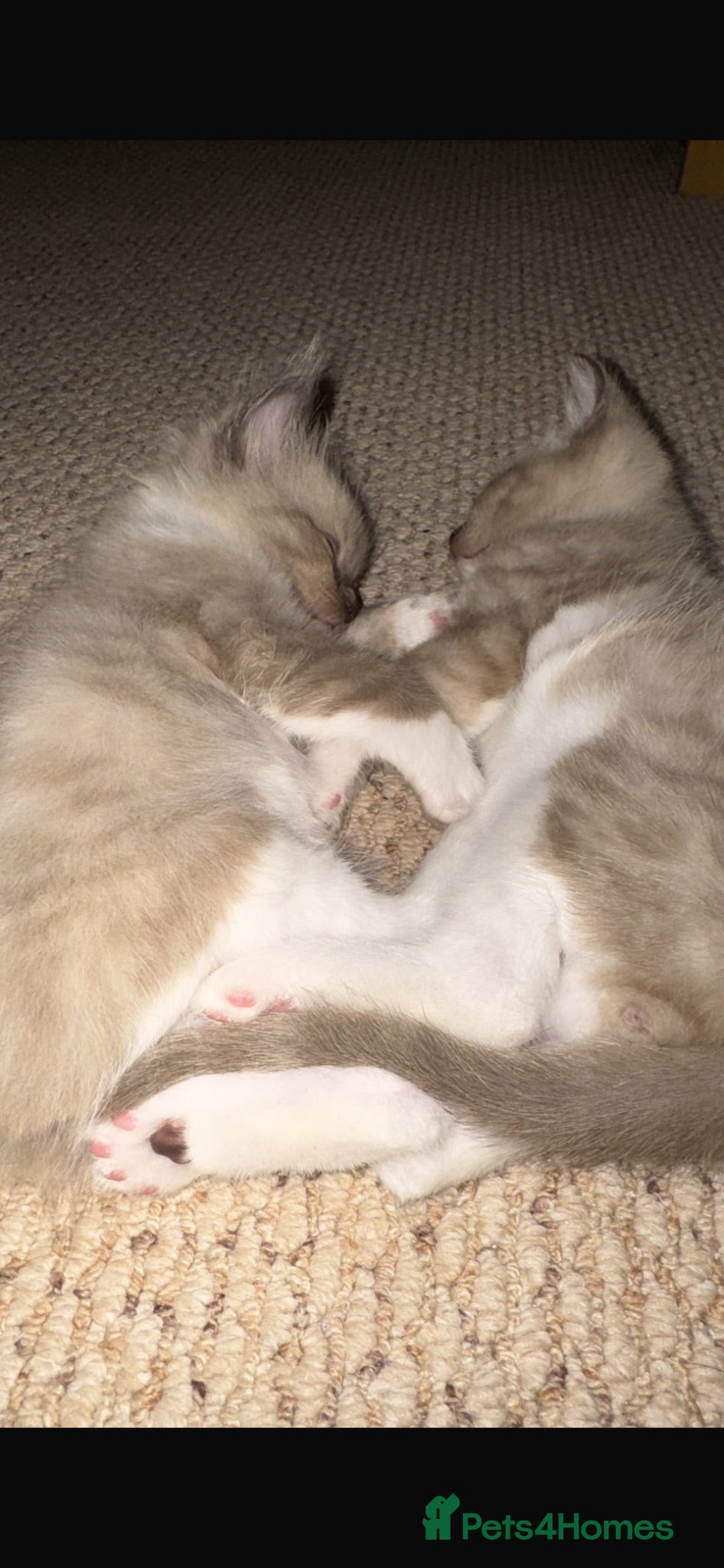 Mixed Breed cats Ragdoll X Bengal kittens - Advert 1