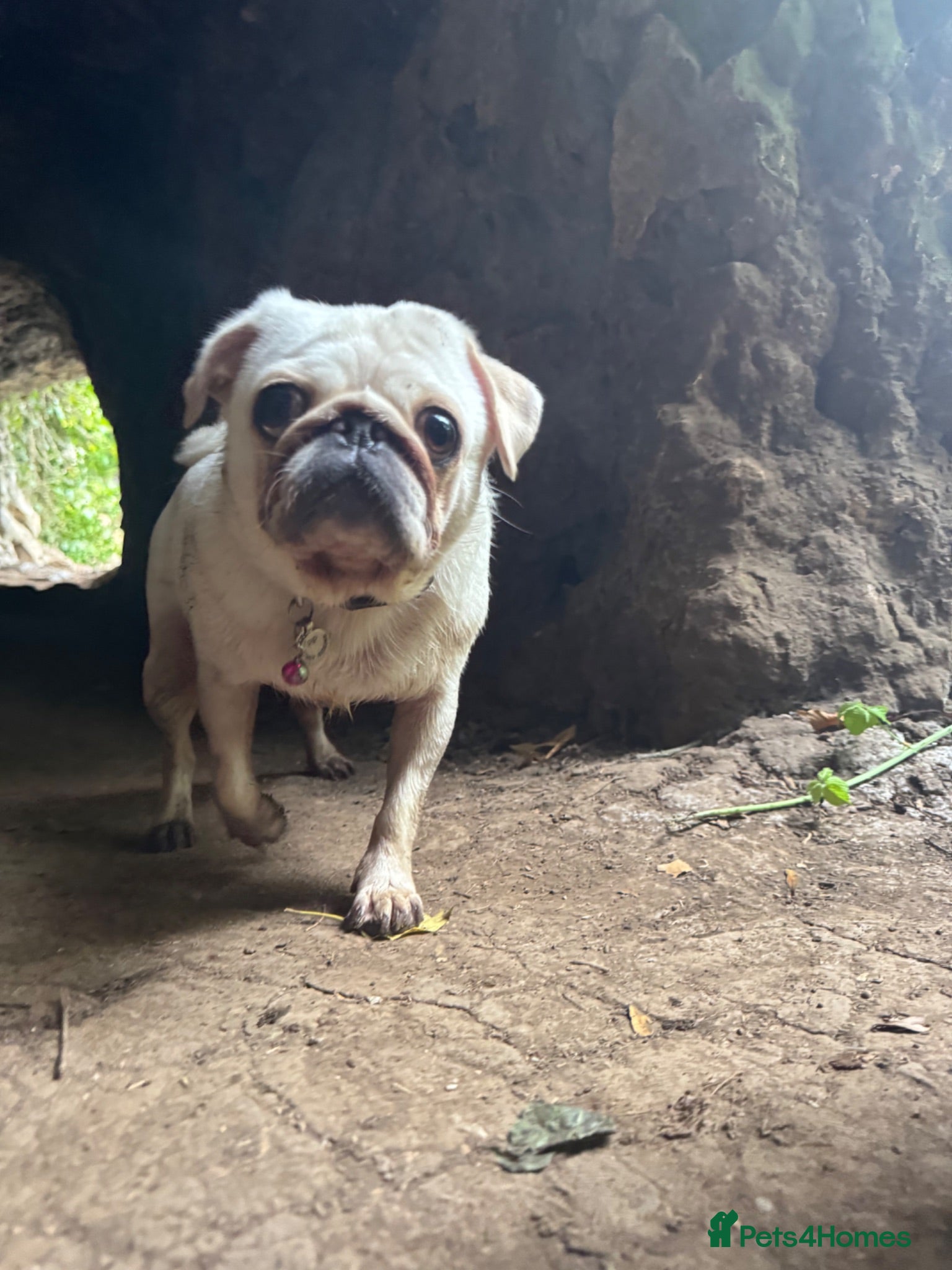 Pug dogs My pip - Advert 7