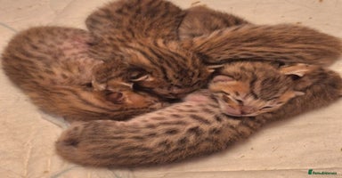 Savannah cats - Advert 5