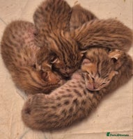 Savannah cats - Advert 5