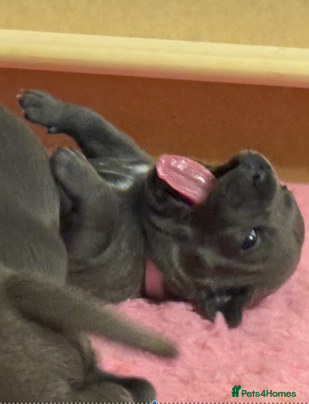 Staffordshire Bull Terrier dogs for sale: KC Blue Staffordshire Bull Terrier Puppies  - Advert 23