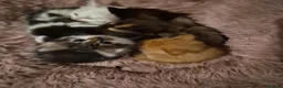 Ragcoon cats for sale: Beautiful ragdoll cross maincoones for sale! - Advert 4